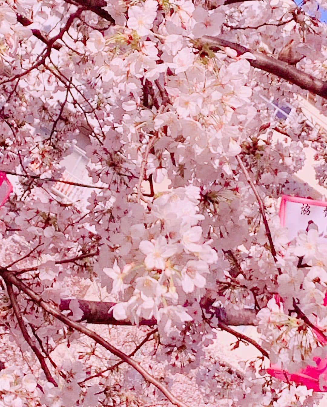 桜咲姫奈さんのインスタグラム写真 - (桜咲姫奈Instagram)「この間🌸見に行った時の--🎀🐰🎀 ･ ･ #桜 #目黒川 #目黒川の桜」4月6日 21時31分 - himena_ousaki