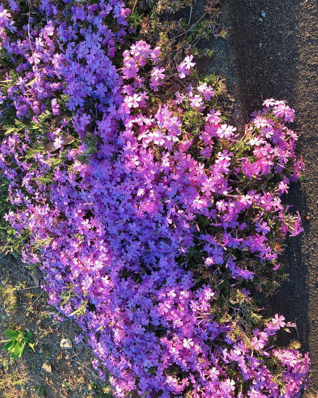 東出真緒さんのインスタグラム写真 - (東出真緒Instagram)「お花見🌸ジョギング🏃‍♀️ みんな上向いて桜ばっかり見てるけど 足元にはカラフルな花がたくさん🌼 春っていいね。 花粉症さえなければ。。 . #花見 #桜」4月6日 21時44分 - mao_bigmama_vn