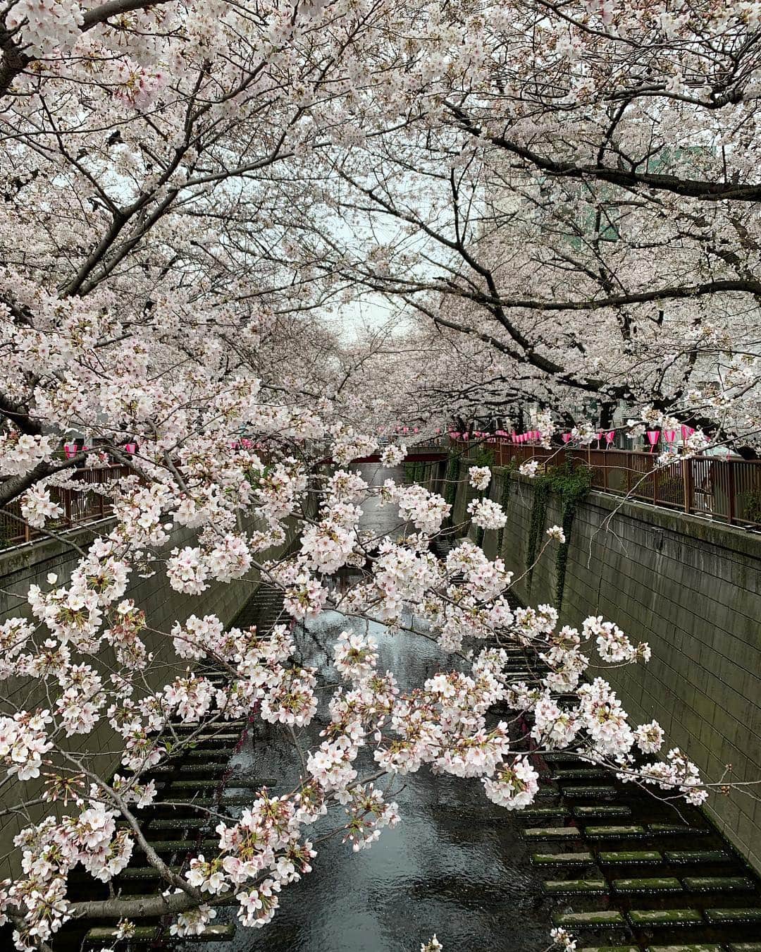 東麻美さんのインスタグラム写真 - (東麻美Instagram)「目黒川の桜🌸 この日は寒かったけど、記念に。 #2019 #cherryblossom#sakura#beautiful #lovelymemory#love#spring」4月6日 21時36分 - asamihigashi