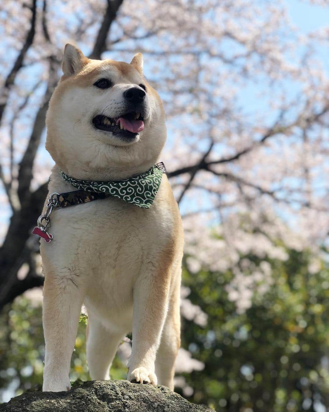 豆助左衛門（まめすけざえもん）のインスタグラム