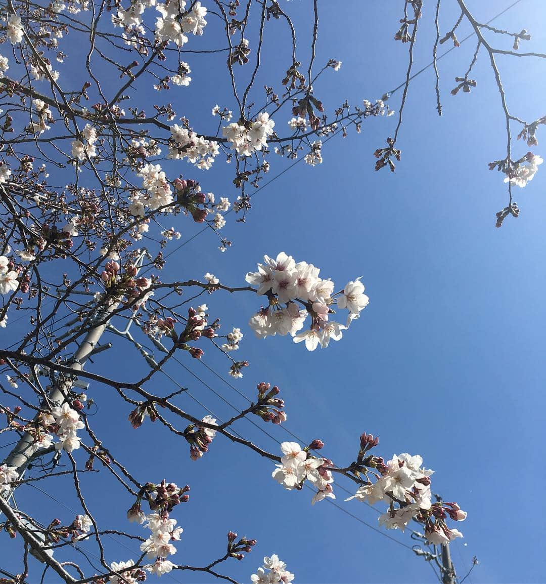 香田メイさんのインスタグラム写真 - (香田メイInstagram)「桜散る桜散るひらひら舞う文字が綺麗 ・ ・ 栞/クリープハイプ ・ ・ #桜散る #まだ #散らない #桜 #綺麗 #栞 #クリープハイプ #クリープハイプ好きな人と繋がりたい #クリープハイプ歌詞 #バンド好きな人と繋がりたい #バンド #くりーぷはいぷ #クリープ #ひらひら舞う文字が綺麗 #photo #photography #iphonephotography #iPhone #カメラ #カメラ初心者 #写真好きな人と繋がりたい #写真 #被写体になります #春 #いいねえ」4月6日 21時40分 - kodamei_55