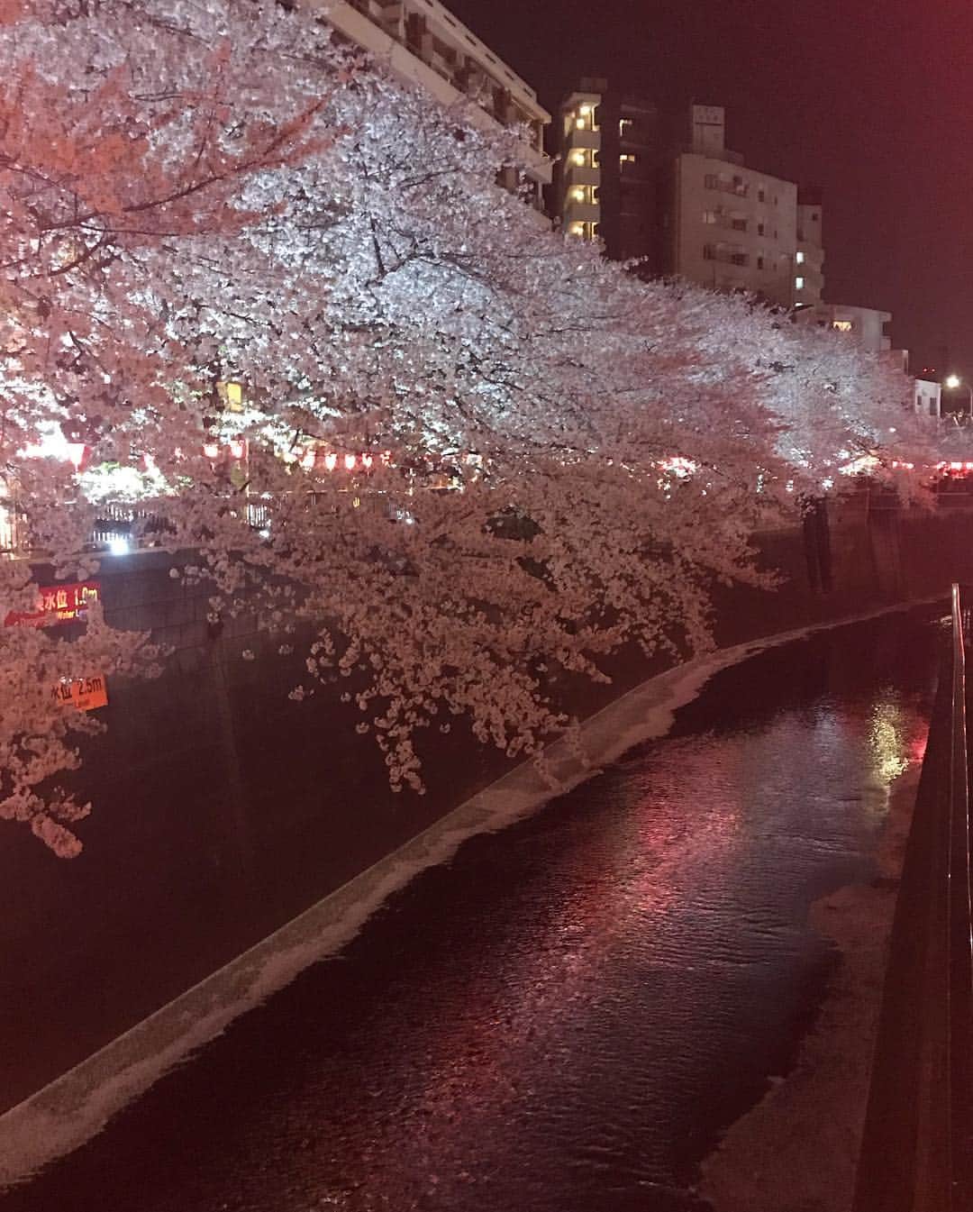 moca さんのインスタグラム写真 - (moca Instagram)「ママと夜桜デートしてきました☺︎﻿ ﻿ #🌸 #目黒川 ﻿ #lol #avex #moca #エルオーエル」4月6日 21時41分 - moca_lol