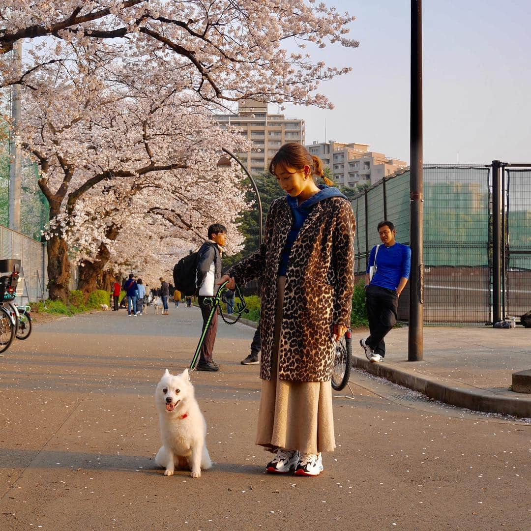 眞鍋さゆりさんのインスタグラム写真 - (眞鍋さゆりInstagram)「花見散歩 かりん様もご満悦  #駒沢公園 #目黒川 #桜 #散歩」4月6日 21時57分 - sayurimanabe0223