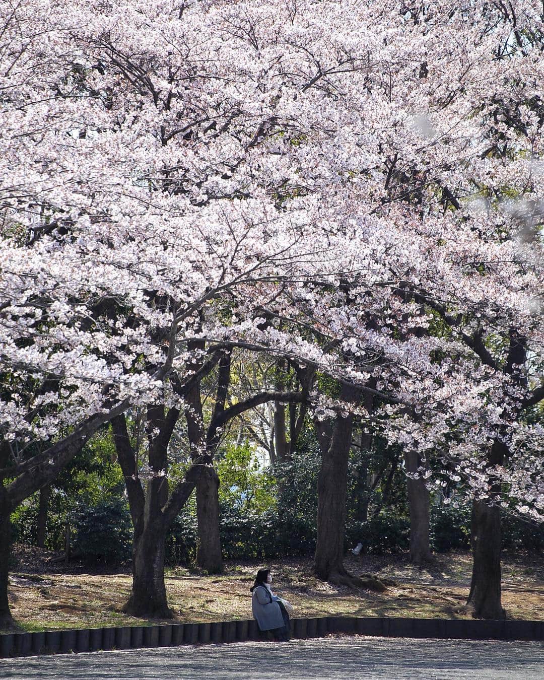 Shunsuke Miyatakeのインスタグラム：「Ohanami, Enjoying Sakura, Yokohama, Japan.」
