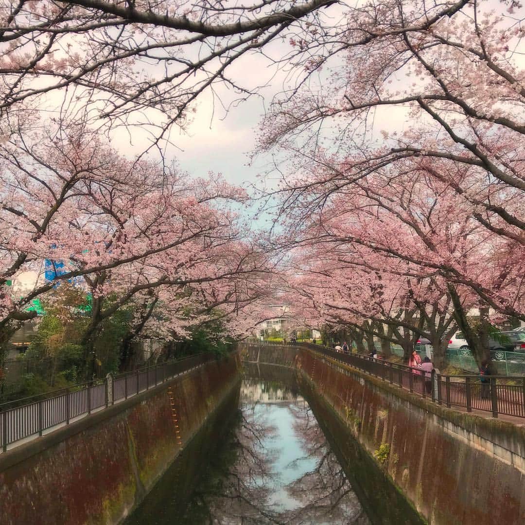 sakuraim(サクライム)公式・カイリーリップ当たるのインスタグラム：「【サクライムstaff お花見レポート②】 地元の川沿いでフォトジェニックな一枚が撮れました📸🌸 毎年行くのですが、今年もお弁当を持って 新しいワンピースを下ろしてお散歩してきました🚶‍♀ . 桜咲く恋する季節も #sakuraim で #ヨリカワ 美人になりましょう💗 . #ヨリカワ については公式HPを見てね @sakuraim_official . #サクライム #sakuraim #ヨリカワ #ホットアンドクール #ホットクレンジング #クール美容液 #毛穴ケア #毛穴対策 #本格毛穴対策ブランド #プチプラコスメ #美容 #化粧品 #コスメ #桜コスメ #コスメ好きさんと繋がりたい #美容好きな人と繋がりたい #美容マニア #化妆品 #桜 #桜満開 #お花見 #cherryblossom #japan_photo #daily_photo_jpn」