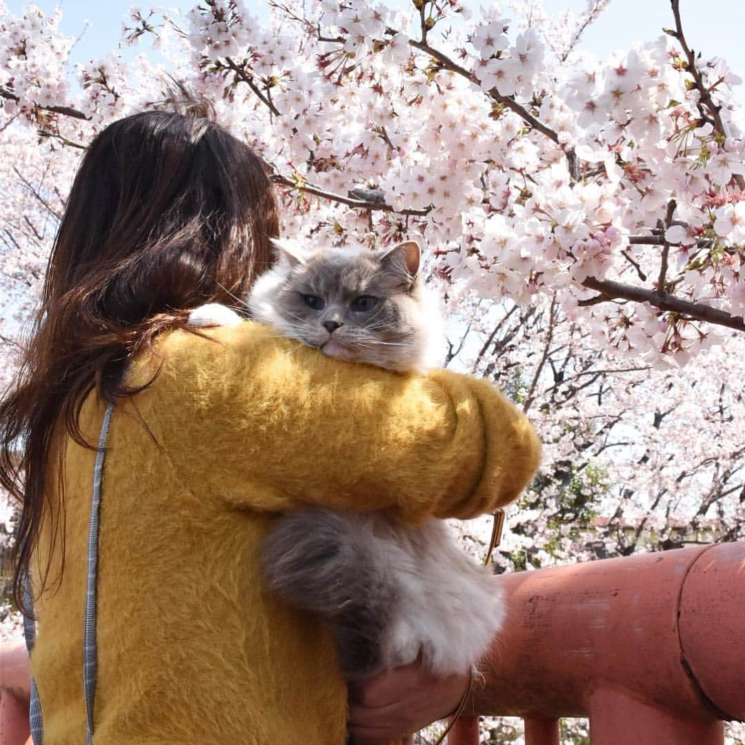 しるこさんのインスタグラム写真 - (しるこInstagram)「2019.4.6 近所のソメイヨシノが満開🌸🌸🌸 カリスマを連れてお花見行ってきたにゃよ😽🌸 . #桜としるこたん #しるこのお花と一緒シリーズ . #野川 #ジブリ #借りぐらしのアリエッティ .」4月6日 22時02分 - shirukotan