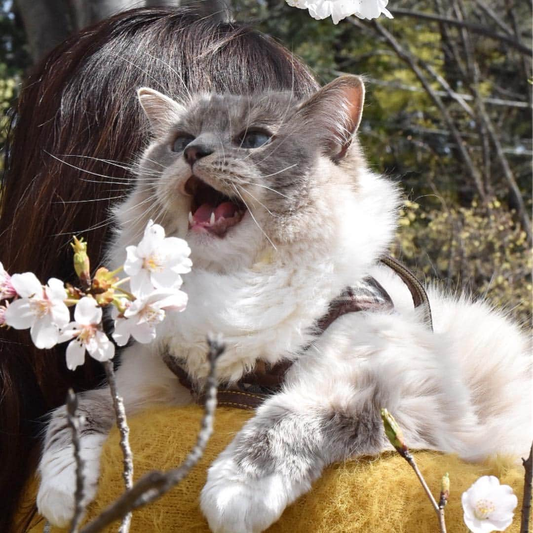 しるこさんのインスタグラム写真 - (しるこInstagram)「2019.4.6 近所のソメイヨシノが満開🌸🌸🌸 カリスマを連れてお花見行ってきたにゃよ😽🌸 . #桜としるこたん #しるこのお花と一緒シリーズ . #野川 #ジブリ #借りぐらしのアリエッティ .」4月6日 22時02分 - shirukotan