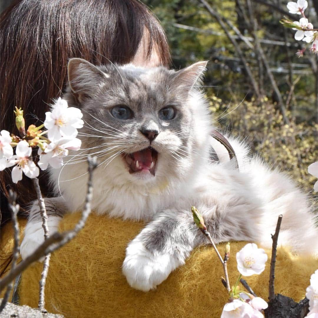 しるこさんのインスタグラム写真 - (しるこInstagram)「2019.4.6 近所のソメイヨシノが満開🌸🌸🌸 カリスマを連れてお花見行ってきたにゃよ😽🌸 . #桜としるこたん #しるこのお花と一緒シリーズ . #野川 #ジブリ #借りぐらしのアリエッティ .」4月6日 22時02分 - shirukotan