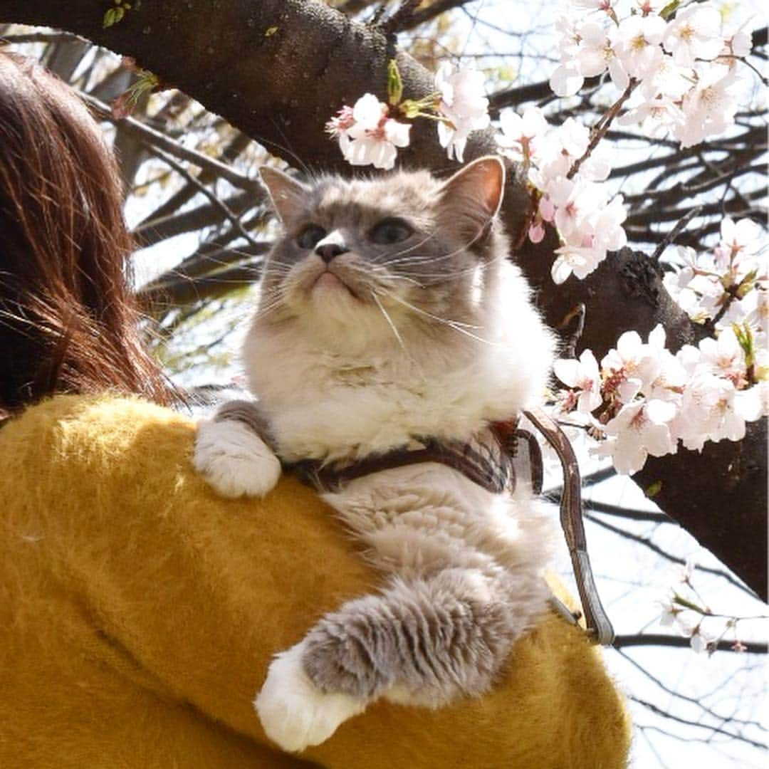 しるこさんのインスタグラム写真 - (しるこInstagram)「2019.4.6 近所のソメイヨシノが満開🌸🌸🌸 カリスマを連れてお花見行ってきたにゃよ😽🌸 . #桜としるこたん #しるこのお花と一緒シリーズ . #野川 #ジブリ #借りぐらしのアリエッティ .」4月6日 22時02分 - shirukotan