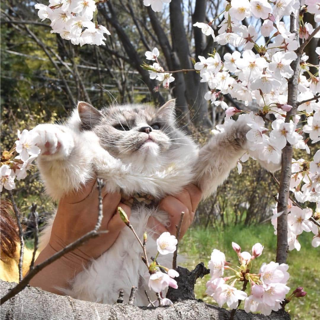 しるこさんのインスタグラム写真 - (しるこInstagram)「2019.4.6 近所のソメイヨシノが満開🌸🌸🌸 カリスマを連れてお花見行ってきたにゃよ😽🌸 . #桜としるこたん #しるこのお花と一緒シリーズ . #野川 #ジブリ #借りぐらしのアリエッティ .」4月6日 22時02分 - shirukotan