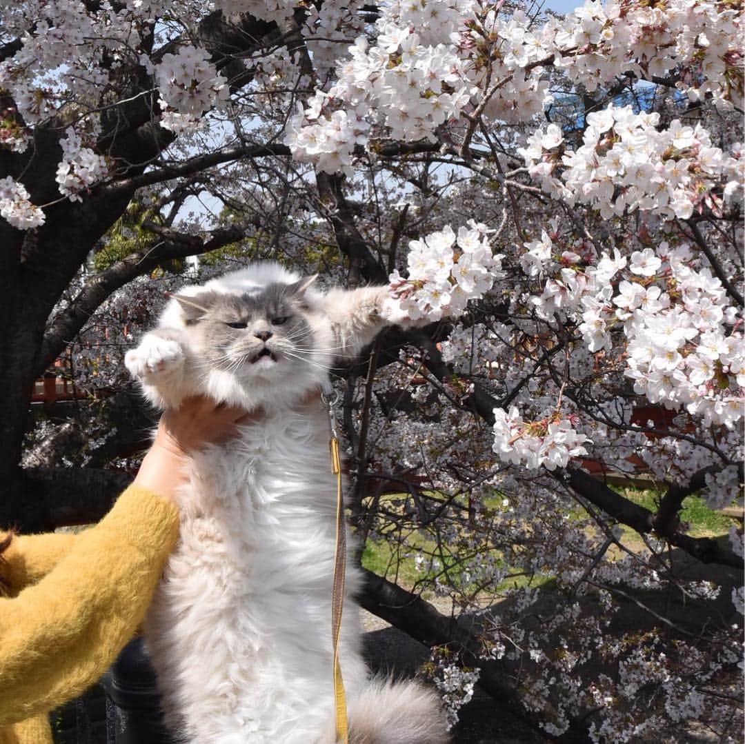 しるこさんのインスタグラム写真 - (しるこInstagram)「2019.4.6 近所のソメイヨシノが満開🌸🌸🌸 カリスマを連れてお花見行ってきたにゃよ😽🌸 . #桜としるこたん #しるこのお花と一緒シリーズ . #野川 #ジブリ #借りぐらしのアリエッティ .」4月6日 22時02分 - shirukotan