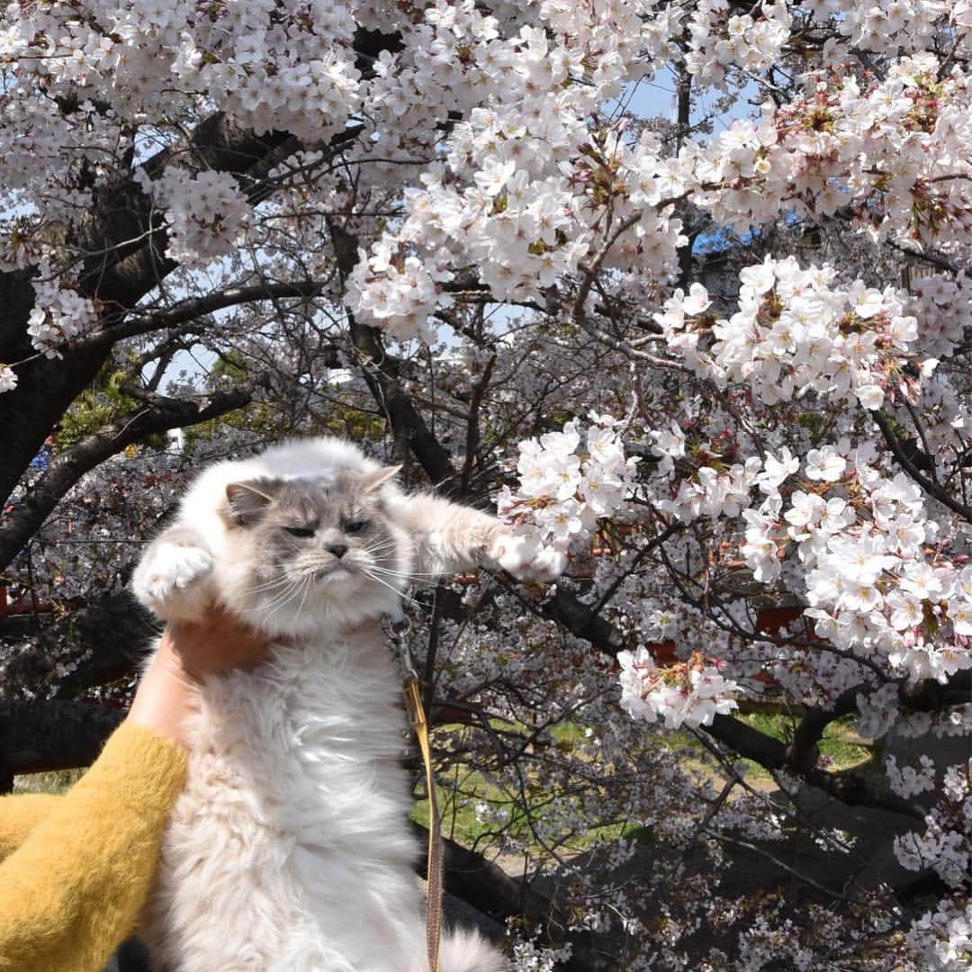 しるこさんのインスタグラム写真 - (しるこInstagram)「2019.4.6 近所のソメイヨシノが満開🌸🌸🌸 カリスマを連れてお花見行ってきたにゃよ😽🌸 . #桜としるこたん #しるこのお花と一緒シリーズ . #野川 #ジブリ #借りぐらしのアリエッティ .」4月6日 22時02分 - shirukotan