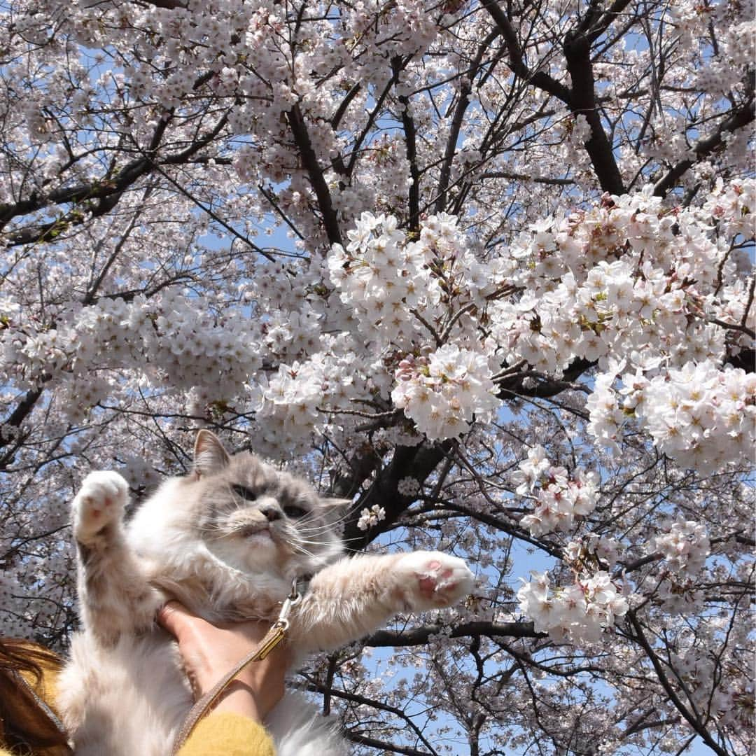 しるこさんのインスタグラム写真 - (しるこInstagram)「2019.4.6 近所のソメイヨシノが満開🌸🌸🌸 カリスマを連れてお花見行ってきたにゃよ😽🌸 . #桜としるこたん #しるこのお花と一緒シリーズ . #野川 #ジブリ #借りぐらしのアリエッティ .」4月6日 22時02分 - shirukotan