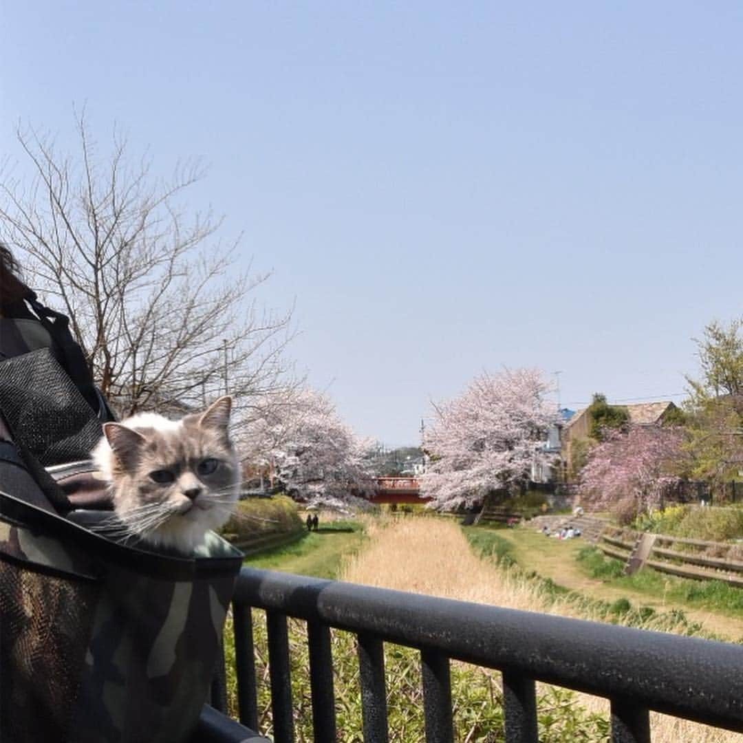 しるこさんのインスタグラム写真 - (しるこInstagram)「2019.4.6 近所のソメイヨシノが満開🌸🌸🌸 カリスマを連れてお花見行ってきたにゃよ😽🌸 . #桜としるこたん #しるこのお花と一緒シリーズ . #野川 #ジブリ #借りぐらしのアリエッティ .」4月6日 22時02分 - shirukotan