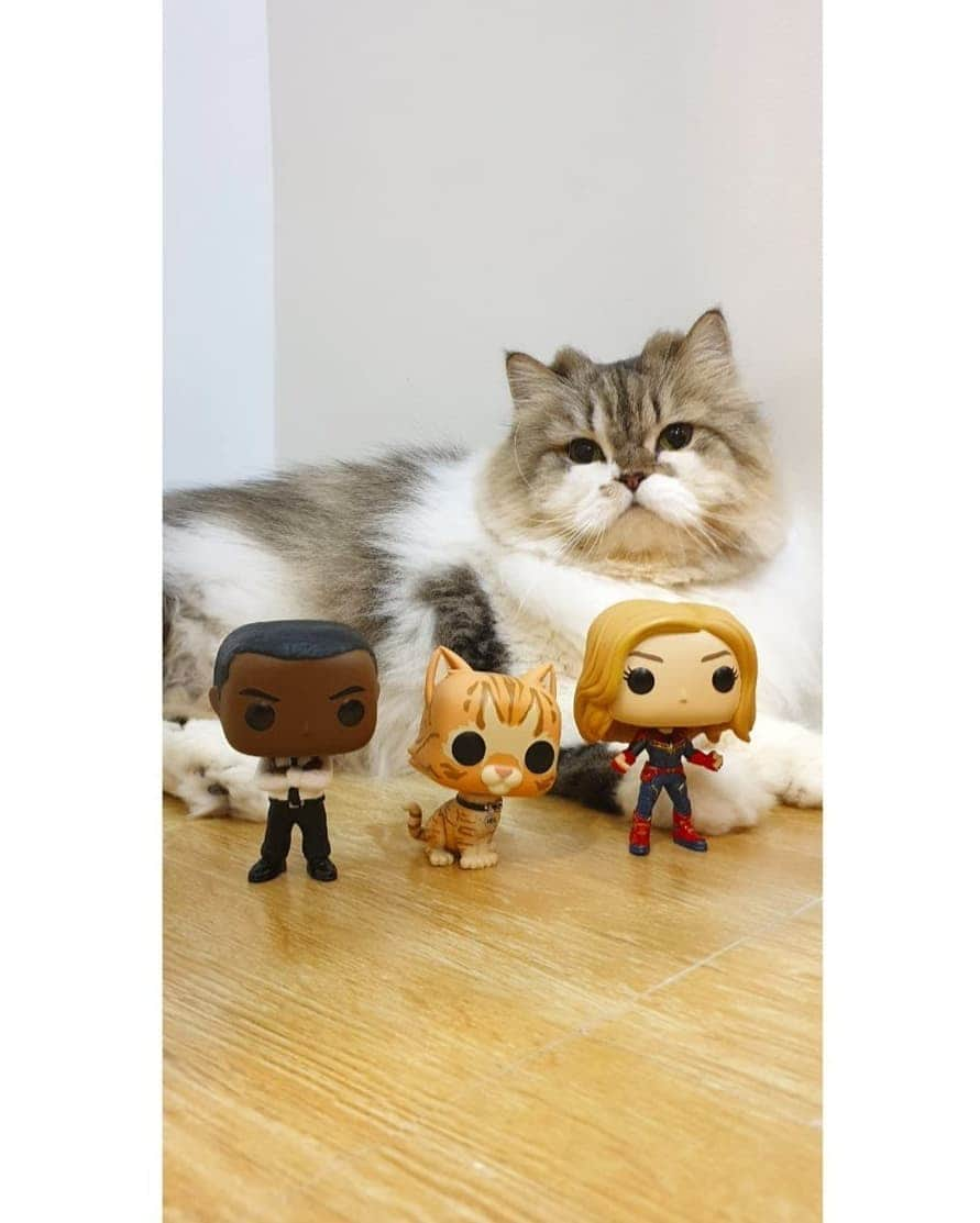 Kenshin & Chloeyさんのインスタグラム写真 - (Kenshin & ChloeyInstagram)「🦸‍♂️<swipe for more>😆Yay! I already got my prize from #captainmarvel Super Pets Contest😉I love my Funko Pop Toy Set and I am not sharing 'em with anyone hahaha🤪😡😹#catnotsharing for life. #kittychloeykenshin#marvel #greedycat#marvelfigurine#mygoose#superherocat」4月6日 22時03分 - kitty.chloeykenshin