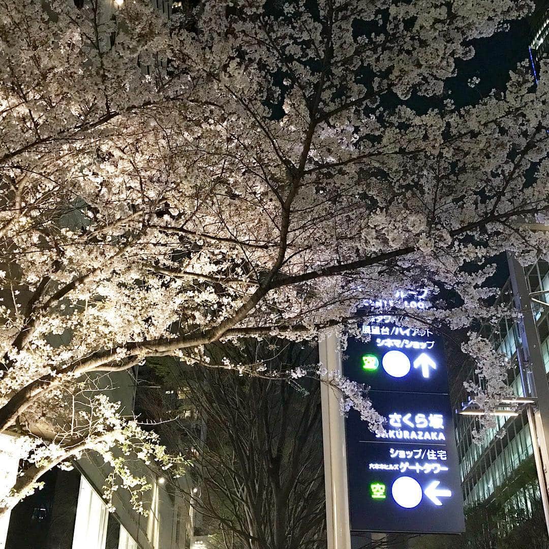 テレ朝newsさんのインスタグラム写真 - (テレ朝newsInstagram)「揺れる木漏れ日の中眺める桜もきれいですが、テレ朝の周辺は夜桜もきれいです。 テレ朝脇を通る「けやき坂」から一本横道に入ると「さくら坂」という坂があります。いま、さくら坂はその名の通り満開の桜が咲き誇っています。もうすぐこの桜がいっせいに散り始めると、薄桃色の雪が舞い降るような幻想的な光景となります。テレ朝へ遊びに来る機会がありましたら、この時期のさくら坂はおススメです🌸 ゴーちゃん。は福山雅治さんの歌を口ずさみながらお散歩していました。  #テレビ朝日 #テレ朝 #news #六本木 #東京 #japan #follow #テレビ #テレビが好きな人と繋がりたい #写真 #写真好きな人と繋がりたい #photography #nofilter #ゴーちゃん #ごーちゃん #panda #おでかけ #fun #桜 #お花見 #夜桜 #春の宵 #tripgramjp #cherryblossom」4月6日 22時03分 - tv_asahi_news