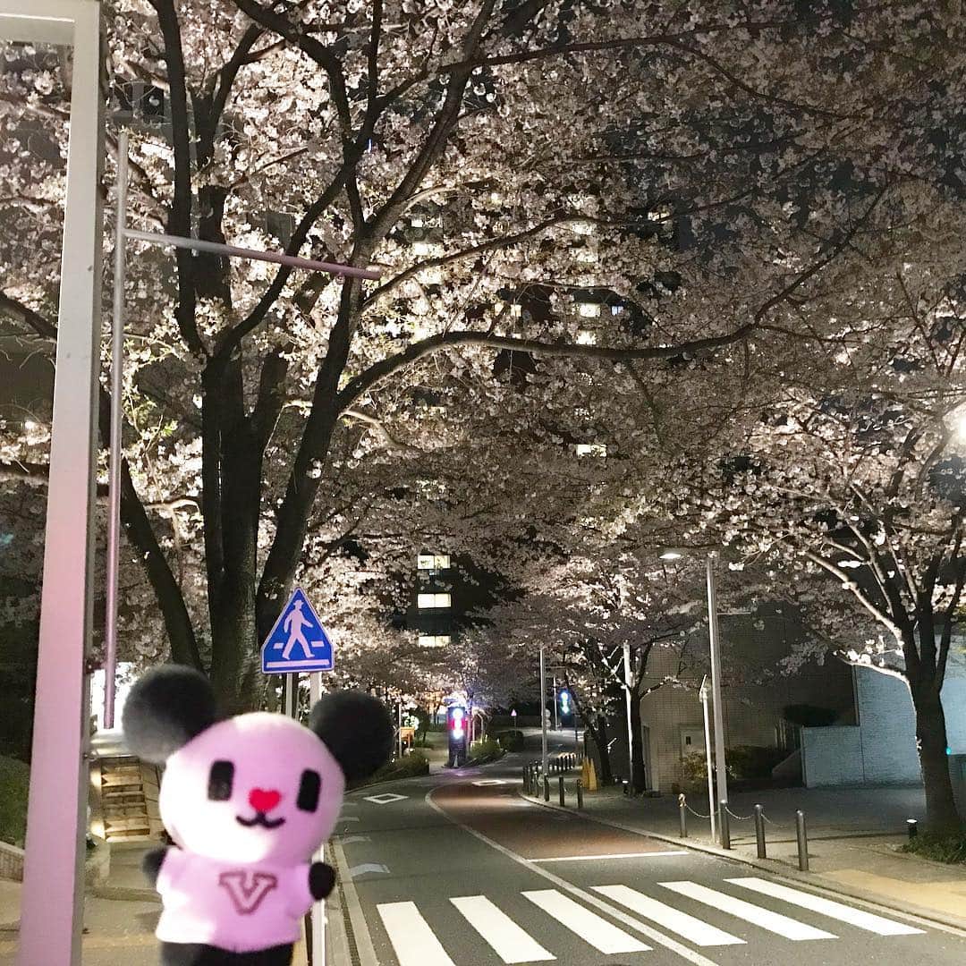 テレ朝newsさんのインスタグラム写真 - (テレ朝newsInstagram)「揺れる木漏れ日の中眺める桜もきれいですが、テレ朝の周辺は夜桜もきれいです。 テレ朝脇を通る「けやき坂」から一本横道に入ると「さくら坂」という坂があります。いま、さくら坂はその名の通り満開の桜が咲き誇っています。もうすぐこの桜がいっせいに散り始めると、薄桃色の雪が舞い降るような幻想的な光景となります。テレ朝へ遊びに来る機会がありましたら、この時期のさくら坂はおススメです🌸 ゴーちゃん。は福山雅治さんの歌を口ずさみながらお散歩していました。  #テレビ朝日 #テレ朝 #news #六本木 #東京 #japan #follow #テレビ #テレビが好きな人と繋がりたい #写真 #写真好きな人と繋がりたい #photography #nofilter #ゴーちゃん #ごーちゃん #panda #おでかけ #fun #桜 #お花見 #夜桜 #春の宵 #tripgramjp #cherryblossom」4月6日 22時03分 - tv_asahi_news