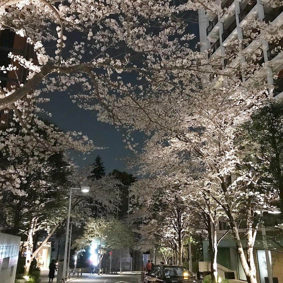 テレ朝newsさんのインスタグラム写真 - (テレ朝newsInstagram)「揺れる木漏れ日の中眺める桜もきれいですが、テレ朝の周辺は夜桜もきれいです。 テレ朝脇を通る「けやき坂」から一本横道に入ると「さくら坂」という坂があります。いま、さくら坂はその名の通り満開の桜が咲き誇っています。もうすぐこの桜がいっせいに散り始めると、薄桃色の雪が舞い降るような幻想的な光景となります。テレ朝へ遊びに来る機会がありましたら、この時期のさくら坂はおススメです🌸 ゴーちゃん。は福山雅治さんの歌を口ずさみながらお散歩していました。  #テレビ朝日 #テレ朝 #news #六本木 #東京 #japan #follow #テレビ #テレビが好きな人と繋がりたい #写真 #写真好きな人と繋がりたい #photography #nofilter #ゴーちゃん #ごーちゃん #panda #おでかけ #fun #桜 #お花見 #夜桜 #春の宵 #tripgramjp #cherryblossom」4月6日 22時03分 - tv_asahi_news