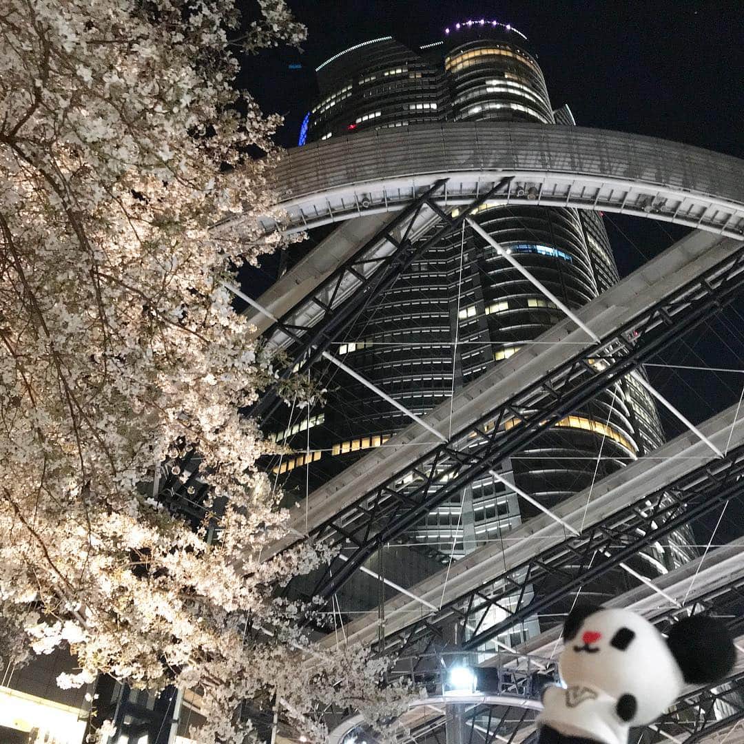 テレ朝newsさんのインスタグラム写真 - (テレ朝newsInstagram)「揺れる木漏れ日の中眺める桜もきれいですが、テレ朝の周辺は夜桜もきれいです。 テレ朝脇を通る「けやき坂」から一本横道に入ると「さくら坂」という坂があります。いま、さくら坂はその名の通り満開の桜が咲き誇っています。もうすぐこの桜がいっせいに散り始めると、薄桃色の雪が舞い降るような幻想的な光景となります。テレ朝へ遊びに来る機会がありましたら、この時期のさくら坂はおススメです🌸 ゴーちゃん。は福山雅治さんの歌を口ずさみながらお散歩していました。  #テレビ朝日 #テレ朝 #news #六本木 #東京 #japan #follow #テレビ #テレビが好きな人と繋がりたい #写真 #写真好きな人と繋がりたい #photography #nofilter #ゴーちゃん #ごーちゃん #panda #おでかけ #fun #桜 #お花見 #夜桜 #春の宵 #tripgramjp #cherryblossom」4月6日 22時03分 - tv_asahi_news