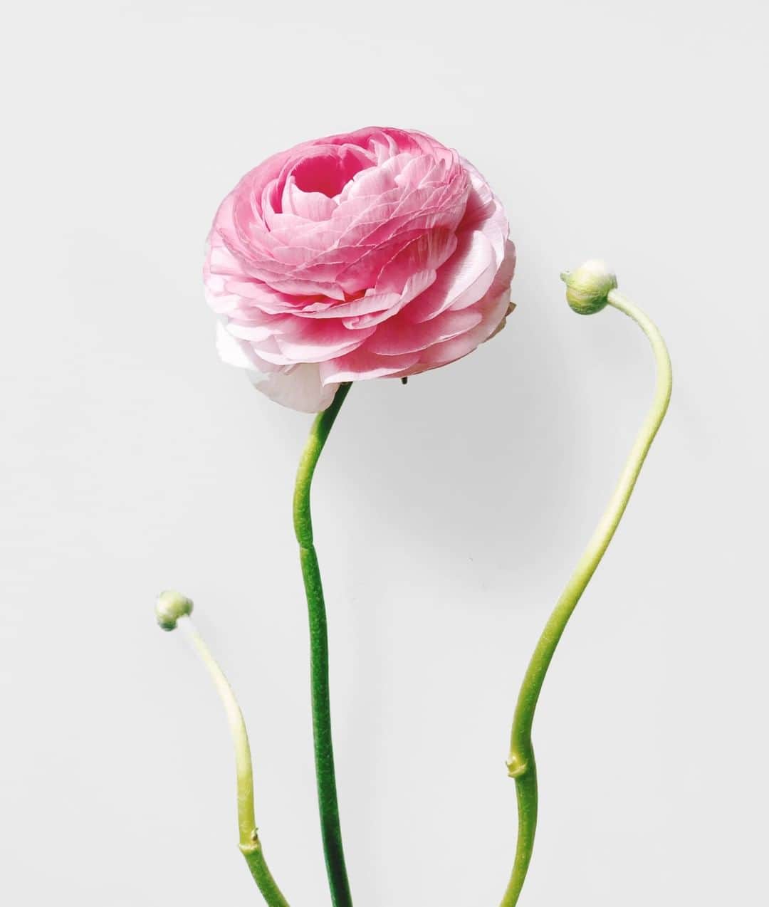 近藤麻理恵さんのインスタグラム写真 - (近藤麻理恵Instagram)「If a room looks bare, a single flower can cheer it up. Photo by @lolopetitpot.」4月6日 22時10分 - mariekondo