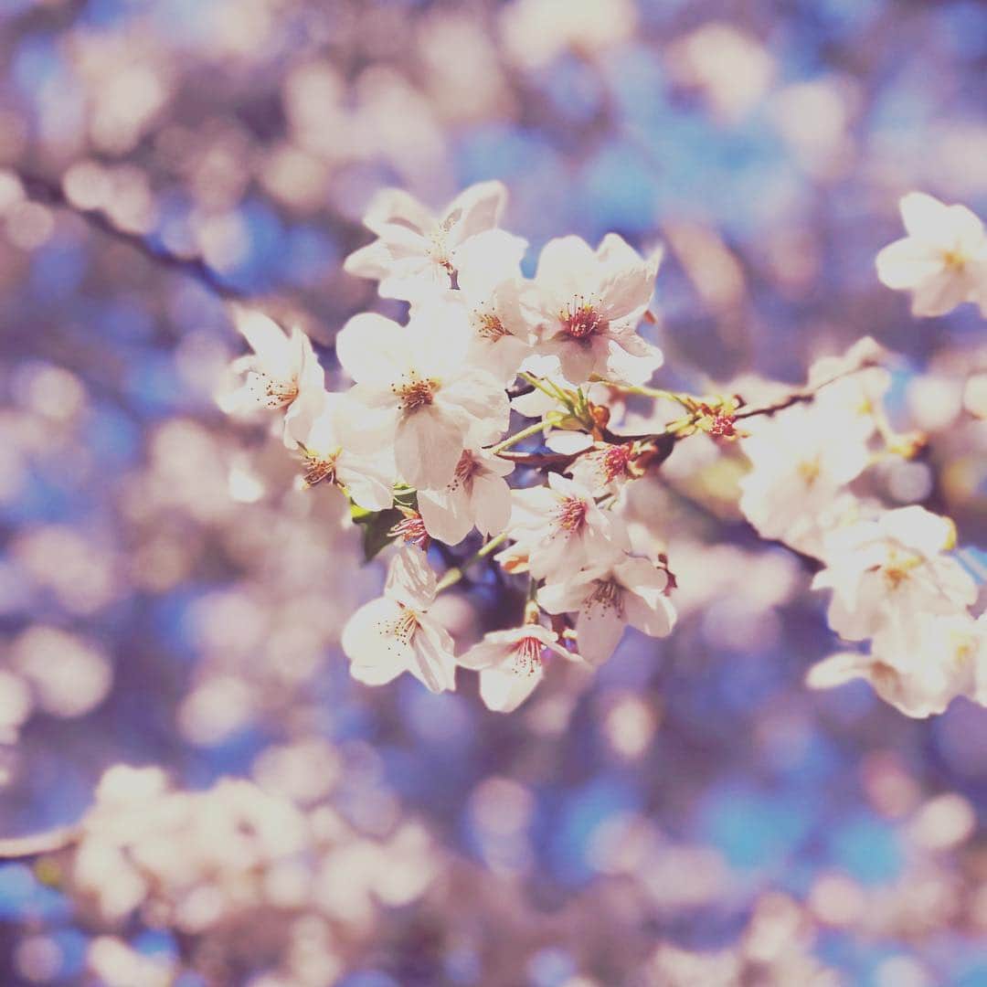 YUさんのインスタグラム写真 - (YUInstagram)「お花見してな〜〜っ！！！ 花びらいっぱい  #桜 #花びら #とりあえずサクラ」4月6日 22時07分 - uezatoyu