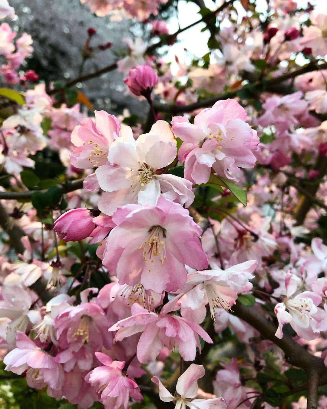 吉原珠央さんのインスタグラム写真 - (吉原珠央Instagram)「グラデーションがステキな桜の花たち♫ 濃いピンクに、淡いピンクにと、表情の魅力が違うところに目を奪われる^_^  #桜 #散歩 #子供達と隠れんぼをしていたら #前にお世話になっていたシッターさんと再会！ #嬉しいことがあった日」4月6日 22時12分 - tamaoyoshihara