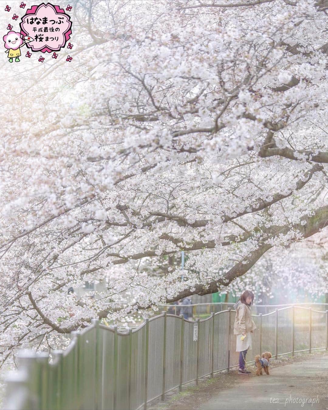 はなまっぷ❁日本の花風景さんのインスタグラム写真 - (はなまっぷ❁日本の花風景Instagram)「🍃🌸はなまっぷ平成最後の桜まつり🌸🍃 * @tetsu_photo2 さんの 平成の桜に花まるを💮 * 平成を彩る日本の美しい桜をありがとうございます😊🌸🍃 * 東京  #杉並区 Tokyo. * 見頃を過ぎている場所もご紹介しています。 お出かけの際はHP等で最新の情報をご確認くださいね🙏🌸🍃 * 🌸•••🍃•••🌸•••🍃•••🌸•••🍃•••🌸 * 🌸桜まつり概要🌸 * 期間:平成最後の日まで タグ:#はなまっぷ * #はなまっぷ  のタグの中から、桜のお写真をどんどんご紹介させていただきます。期間中はランダムに、複数枚投稿でもご紹介させていただく場合がございます。 * #桜#sakura#花見#さくら#日本#春#花#平成最後の#満開 * 🌸•••🍃•••🌸•••🍃•••🌸•••🍃•••🌸 * はなまっぷより * 💌LINEスタンプ「はなまっぷちゃん」絶賛発売中！みなさんのLINEにも花まるを💮 💌はなまっぷ本、Amazonや全国の書店さんで満開です！ぜひお手にとっていただけると嬉しいです🌸 * LINEスタンプ、はなまっぷ本は、プロフ欄記載のTwitterアカウントよりご確認ください。 * 🌸•••🍃•••🌸•••🍃•••🌸•••🍃•••🌸 *」4月6日 22時13分 - hanamap