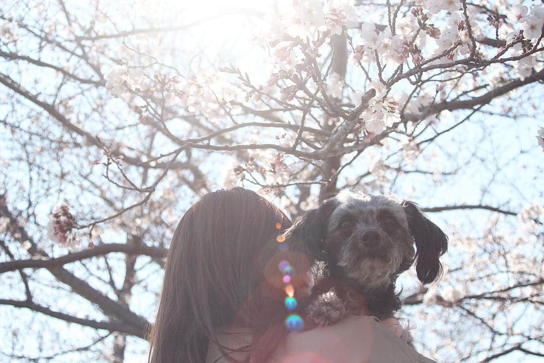 yukaさんのインスタグラム写真 - (yukaInstagram)「ある春の日✿*:･ﾟ ・ ・ ・ #team_jp_flower  #team_jp_春色2019  #canon  #いぬ #犬 #娘 #igersjp  #instagramjapan  #instadog」4月6日 22時16分 - yuka_ff