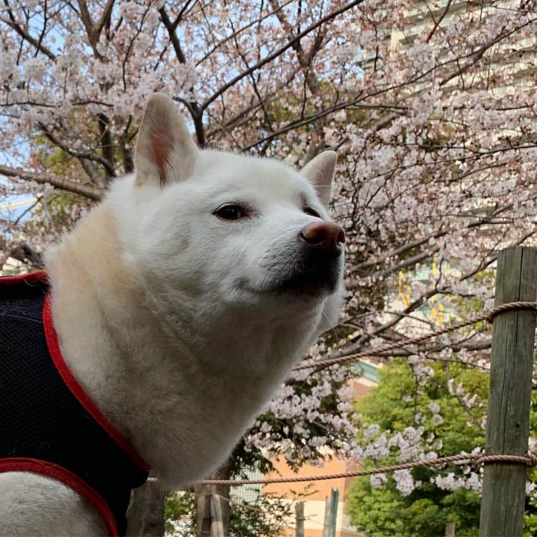 Jacknomamaさんのインスタグラム写真 - (JacknomamaInstagram)「お散歩も汗ばむ位🐶💦 今日は暖かかったね❗️ . #桜 #偶に笑顔 #花より団子  #夕散歩 #しばいぬ #しろしば #いぬ #柴犬 #白柴 #白柴ジャック #忠犬には程遠い #ペットじゃないよ #家族だよ #shiba #shibaken #shibainu #shiroshiba #insta_dog #insta_dogs」4月6日 22時28分 - siroshiba