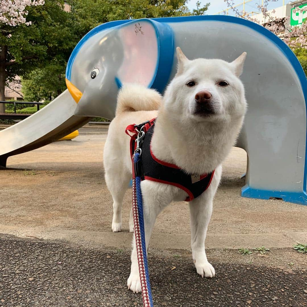 Jacknomamaさんのインスタグラム写真 - (JacknomamaInstagram)「お散歩も汗ばむ位🐶💦 今日は暖かかったね❗️ . #桜 #偶に笑顔 #花より団子  #夕散歩 #しばいぬ #しろしば #いぬ #柴犬 #白柴 #白柴ジャック #忠犬には程遠い #ペットじゃないよ #家族だよ #shiba #shibaken #shibainu #shiroshiba #insta_dog #insta_dogs」4月6日 22時28分 - siroshiba