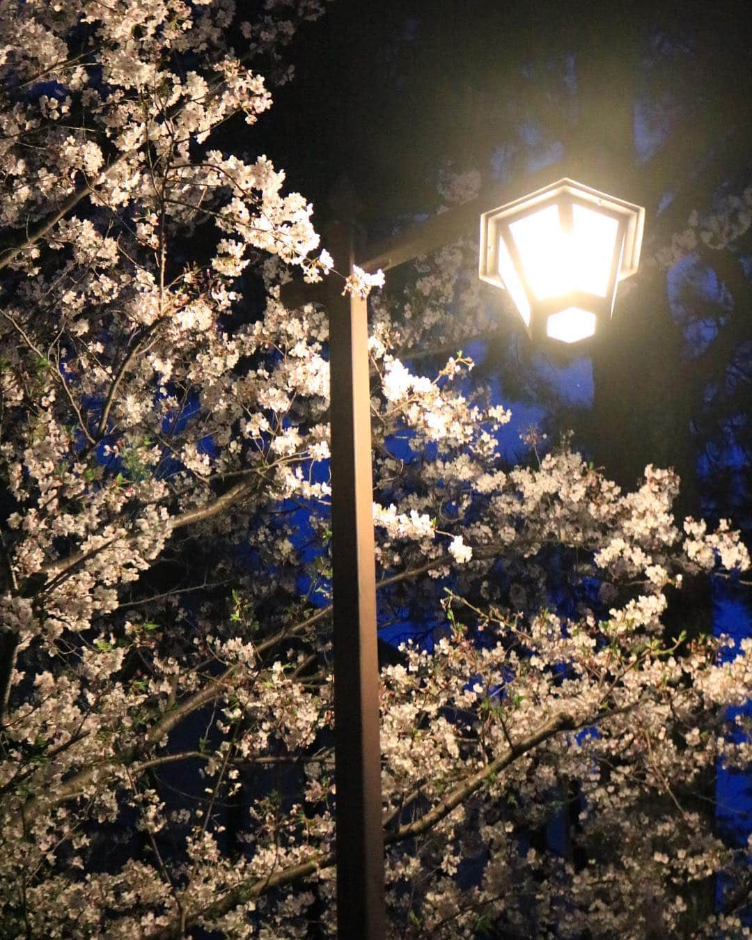 yupinokoさんのインスタグラム写真 - (yupinokoInstagram)「こんばんは☺︎ . . 小倉城🏯夜桜🌸 綺麗でしたー✨ . . #小倉城  #夜桜  #ライトアップ #お花見 #お出かけ記録」4月6日 22時28分 - yupinoko