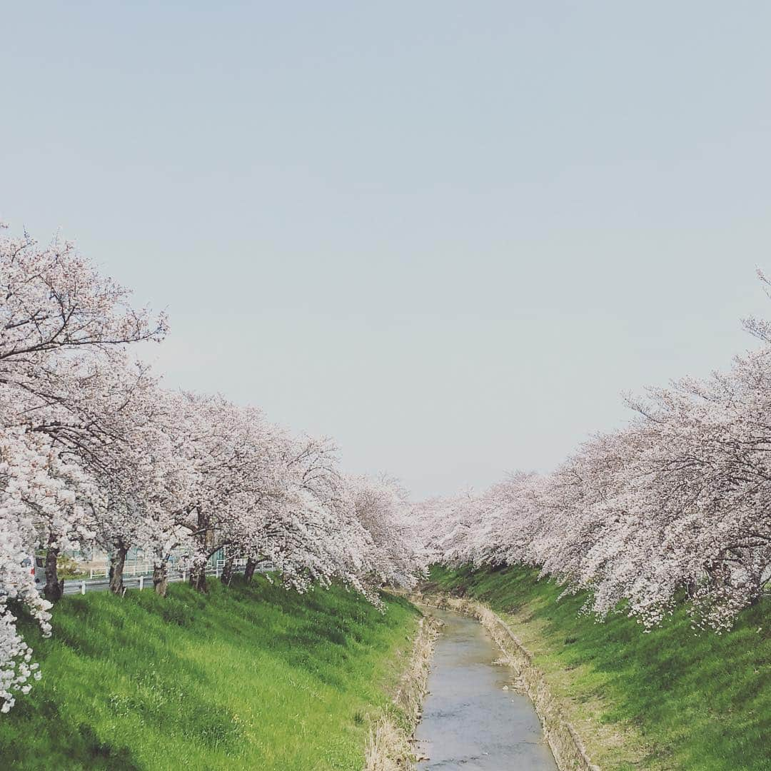 中川政七商店さんのインスタグラム写真 - (中川政七商店Instagram)「会社の近くの佐保川が、満開です。 一年で一番楽しみな景色。 しばらくお昼休みのランチタイムは、お花見タイムになります！ . #中川政七商店 #お花見 #奈良 #佐保川」4月6日 22時21分 - nakagawamasa7