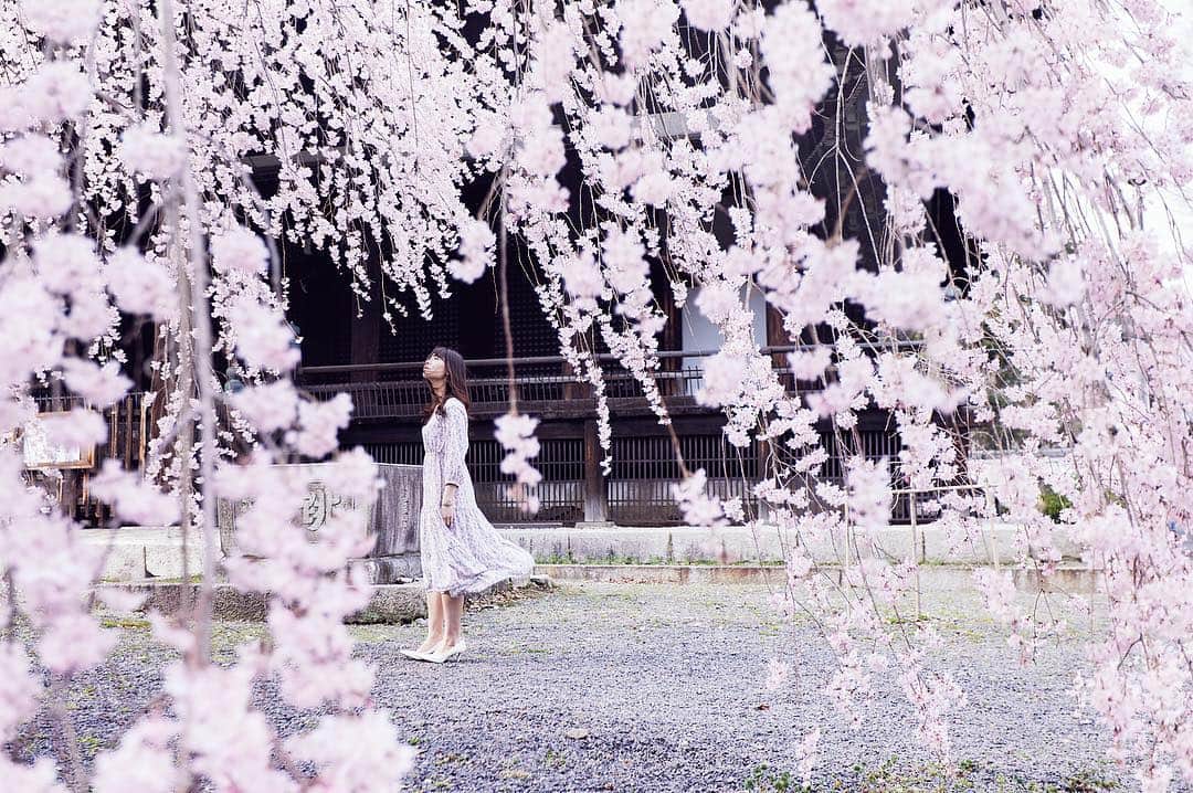 Najiiのインスタグラム：「Weeping cherry tree」