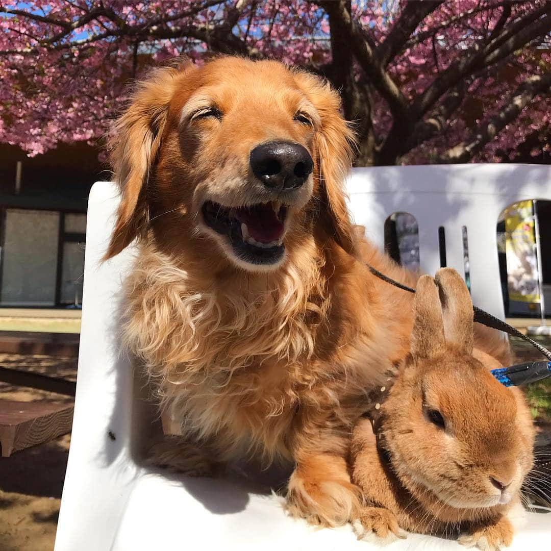 Chieko Shibutaさんのインスタグラム写真 - (Chieko ShibutaInstagram)「たろー🐶＆うじゃこ🐰 地方☀️ あさんぽ🌱 何時もの 公園  たろー！ 桜祭り🌸だって 沢山の人が お店の準備してる🍡 お椅子で 避難中^_^ 美味しい⤴︎美味しい⤴︎ 楽しみだね😋🐰✨ 💕✨🐶🍀🐰✨💕 #dachshund #dachshunds #dachshundlove #dog #dogs #doglove #instadog #instagram #instagood #pet #pets #petsagram #cute #cutepe #cutepet #cutedog #cuteanimals #likes #09076999576 happy #smile #rabbit #ラビット #ミニュチュア #ミニュチュアダックス  #ミニュチュアダックスフント #うさぎ部 #うさぎ #ダックス #ダックスフンドロングヘアー#ねざーらんどどわーふ」4月6日 22時25分 - chieko.81