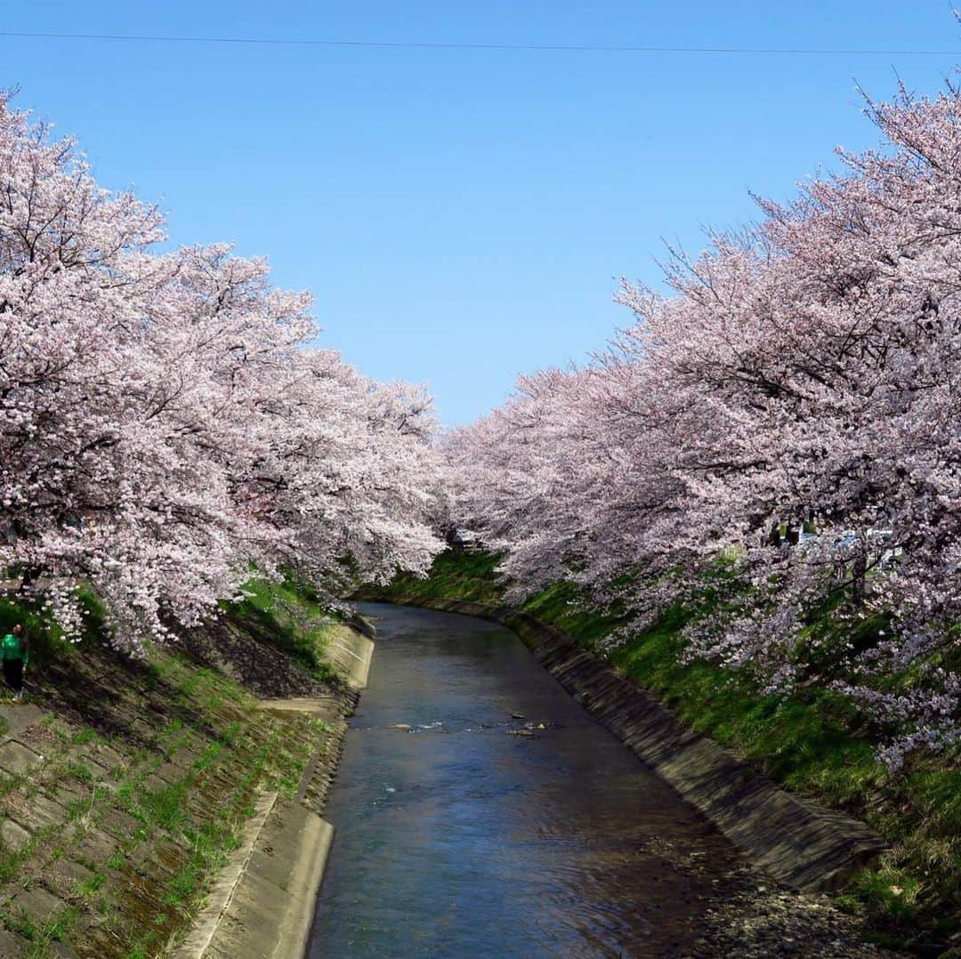 takegaeruさんのインスタグラム写真 - (takegaeruInstagram)「帰省が間に合った〜 例年の🌸スポット、今日は絶好の花見日和でした🌸 #桜 #越前市 #吉野瀬川 #西山公園 #鯖江市」4月6日 22時25分 - takegaeru