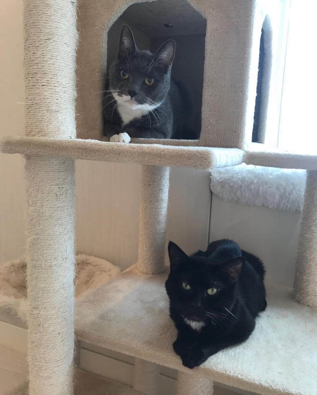 Black Jaguar-White Tiger さんのインスタグラム写真 - (Black Jaguar-White Tiger Instagram)「New fosters. They look noble. Very proper. To adopt these two or some other Angels, contact @bethostern  #AdoptDontShop」4月6日 22時34分 - blackjaguarwhitetiger