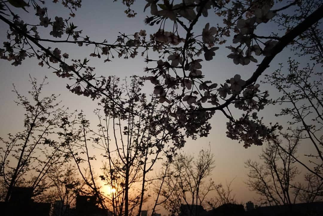 谷中敦さんのインスタグラム写真 - (谷中敦Instagram)「六本木の夕陽。 #rx0 #sonycamera」4月6日 22時34分 - a.yanaka