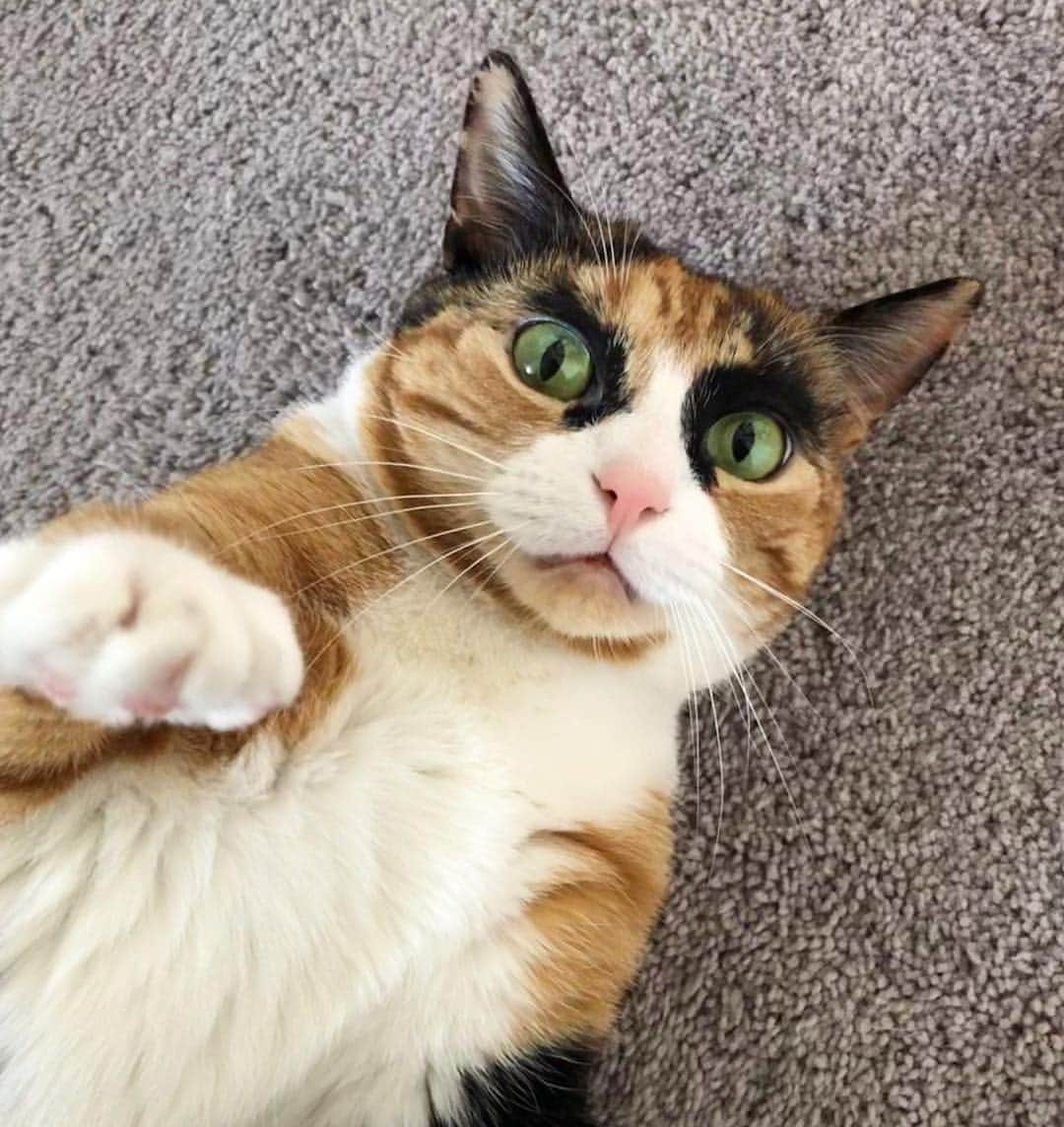 リリーさんのインスタグラム写真 - (リリーInstagram)「Lookin’ cute on caturday 😸」4月6日 22時45分 - lilly_crazyeyes