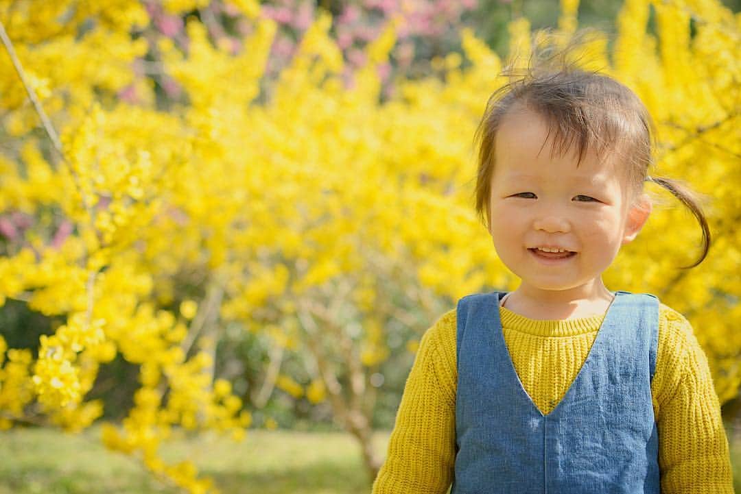 kyokkyのインスタグラム：「今日は素晴らしい所へ💛 花ちゃんの服とすごく合ってた花 なんて花だろう🌼⁉️グズグズしてたはなちゃんだったのに…💛 キイロの花の世界が目の前に広がった瞬間、急にニコニコになり、、💛かと思いきや2枚目の様に祈りを捧げ花の気持ちとおはなしをしてるようだった🤣 花の香りを目を閉じて感じているのか⁉️面白かったぁ💛桜もたくさんの種類と色で楽しめた🌸」