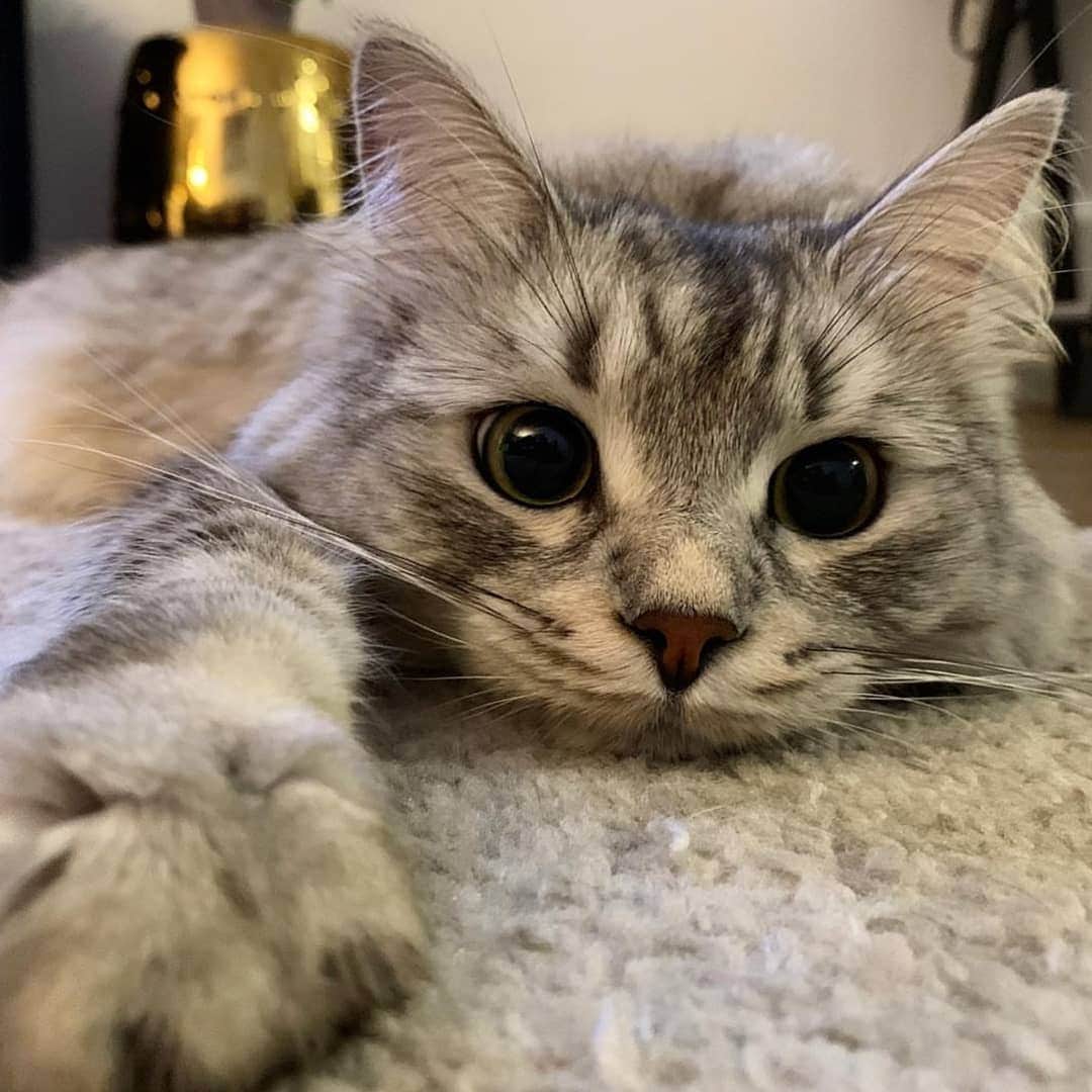 CatStockerさんのインスタグラム写真 - (CatStockerInstagram)「Hello! #catstocker is here!  Follow our FURRriend @imleothesiberian  Scroll right for more pictures 👉 . . . . .  #cat #neko #mačka #chat #kočka #котка #kotek #kot #кіт #mače #кошка #кот #katze #gato #gatto #kissa #kattunge #猫 #고양이 #貓 #kedi #köttur #kissanpentu #חתול #кішка #고양이새끼 #chaton #kitty #cats」4月6日 22時38分 - catstocker