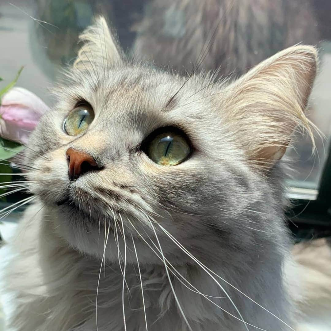 CatStockerさんのインスタグラム写真 - (CatStockerInstagram)「Hello! #catstocker is here!  Follow our FURRriend @imleothesiberian  Scroll right for more pictures 👉 . . . . .  #cat #neko #mačka #chat #kočka #котка #kotek #kot #кіт #mače #кошка #кот #katze #gato #gatto #kissa #kattunge #猫 #고양이 #貓 #kedi #köttur #kissanpentu #חתול #кішка #고양이새끼 #chaton #kitty #cats」4月6日 22時38分 - catstocker