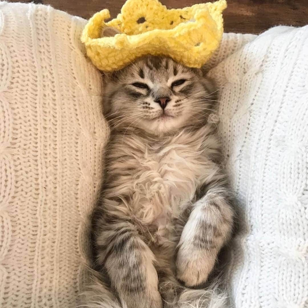 CatStockerさんのインスタグラム写真 - (CatStockerInstagram)「Hello! #catstocker is here!  Follow our FURRriend @imleothesiberian  Scroll right for more pictures 👉 . . . . .  #cat #neko #mačka #chat #kočka #котка #kotek #kot #кіт #mače #кошка #кот #katze #gato #gatto #kissa #kattunge #猫 #고양이 #貓 #kedi #köttur #kissanpentu #חתול #кішка #고양이새끼 #chaton #kitty #cats」4月6日 22時38分 - catstocker
