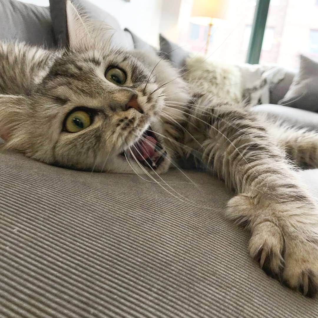 CatStockerさんのインスタグラム写真 - (CatStockerInstagram)「Hello! #catstocker is here!  Follow our FURRriend @imleothesiberian  Scroll right for more pictures 👉 . . . . .  #cat #neko #mačka #chat #kočka #котка #kotek #kot #кіт #mače #кошка #кот #katze #gato #gatto #kissa #kattunge #猫 #고양이 #貓 #kedi #köttur #kissanpentu #חתול #кішка #고양이새끼 #chaton #kitty #cats」4月6日 22時38分 - catstocker