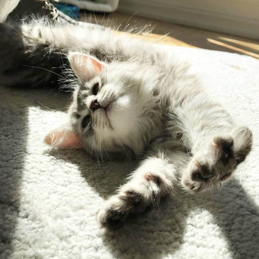 CatStockerさんのインスタグラム写真 - (CatStockerInstagram)「Hello! #catstocker is here!  Follow our FURRriend @imleothesiberian  Scroll right for more pictures 👉 . . . . .  #cat #neko #mačka #chat #kočka #котка #kotek #kot #кіт #mače #кошка #кот #katze #gato #gatto #kissa #kattunge #猫 #고양이 #貓 #kedi #köttur #kissanpentu #חתול #кішка #고양이새끼 #chaton #kitty #cats」4月6日 22時38分 - catstocker