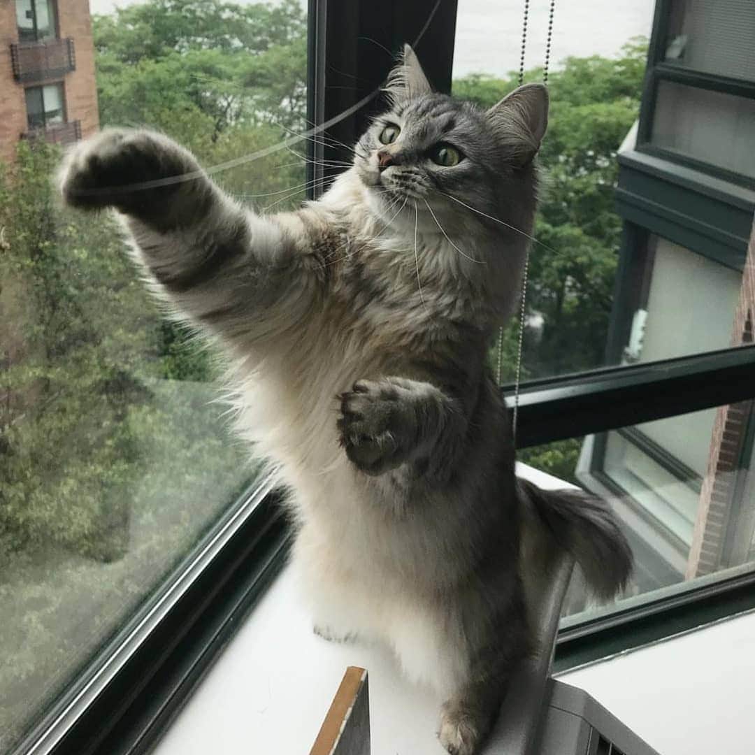 CatStockerさんのインスタグラム写真 - (CatStockerInstagram)「Hello! #catstocker is here!  Follow our FURRriend @imleothesiberian  Scroll right for more pictures 👉 . . . . .  #cat #neko #mačka #chat #kočka #котка #kotek #kot #кіт #mače #кошка #кот #katze #gato #gatto #kissa #kattunge #猫 #고양이 #貓 #kedi #köttur #kissanpentu #חתול #кішка #고양이새끼 #chaton #kitty #cats」4月6日 22時38分 - catstocker