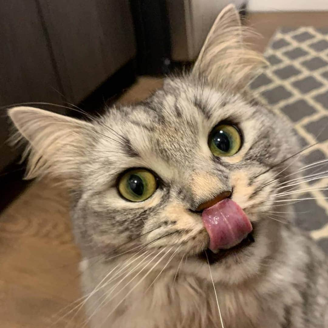 CatStockerさんのインスタグラム写真 - (CatStockerInstagram)「Hello! #catstocker is here!  Follow our FURRriend @imleothesiberian  Scroll right for more pictures 👉 . . . . .  #cat #neko #mačka #chat #kočka #котка #kotek #kot #кіт #mače #кошка #кот #katze #gato #gatto #kissa #kattunge #猫 #고양이 #貓 #kedi #köttur #kissanpentu #חתול #кішка #고양이새끼 #chaton #kitty #cats」4月6日 22時38分 - catstocker