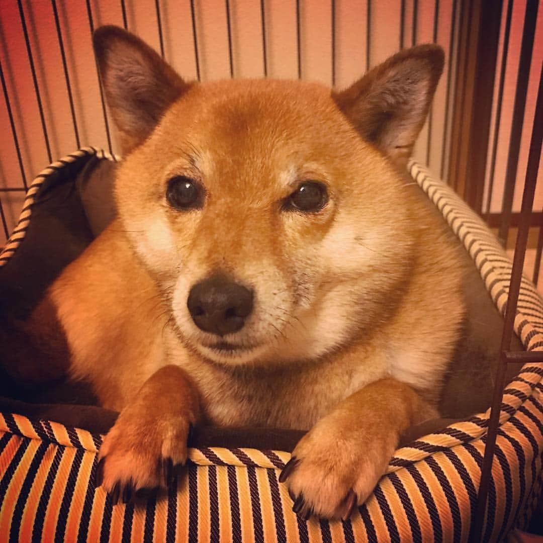 柴犬はなこ Shibainu Hanakoのインスタグラム