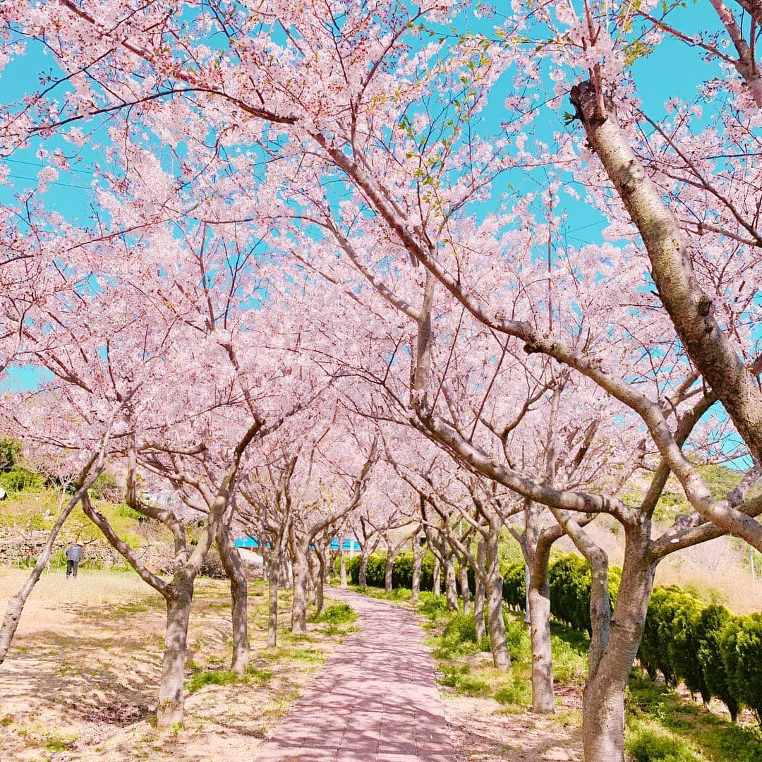 ホ・ヨンジュ さんのインスタグラム写真 - (ホ・ヨンジュ Instagram)「은교랑 산책하다 우연히 발견한 벚꽃동산🌸 초등학교 정원이 이렇게나 이쁘다. 아무도 없는 벚꽃동산에서 아이처럼 신나게 뛰어놀기 👭 . . #욕지도 #국내여행 #여행 #여행에미치다 #섬여행 #일상 #벚꽃 #벚꽃동산 #벚꽃구경 #데일리」4月6日 22時54分 - good7919