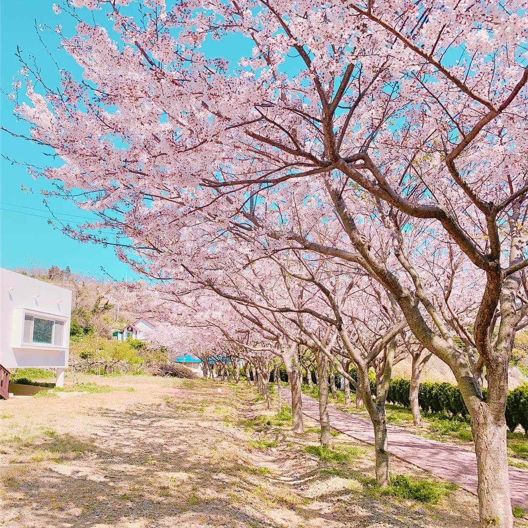 ホ・ヨンジュ さんのインスタグラム写真 - (ホ・ヨンジュ Instagram)「은교랑 산책하다 우연히 발견한 벚꽃동산🌸 초등학교 정원이 이렇게나 이쁘다. 아무도 없는 벚꽃동산에서 아이처럼 신나게 뛰어놀기 👭 . . #욕지도 #국내여행 #여행 #여행에미치다 #섬여행 #일상 #벚꽃 #벚꽃동산 #벚꽃구경 #데일리」4月6日 22時54分 - good7919