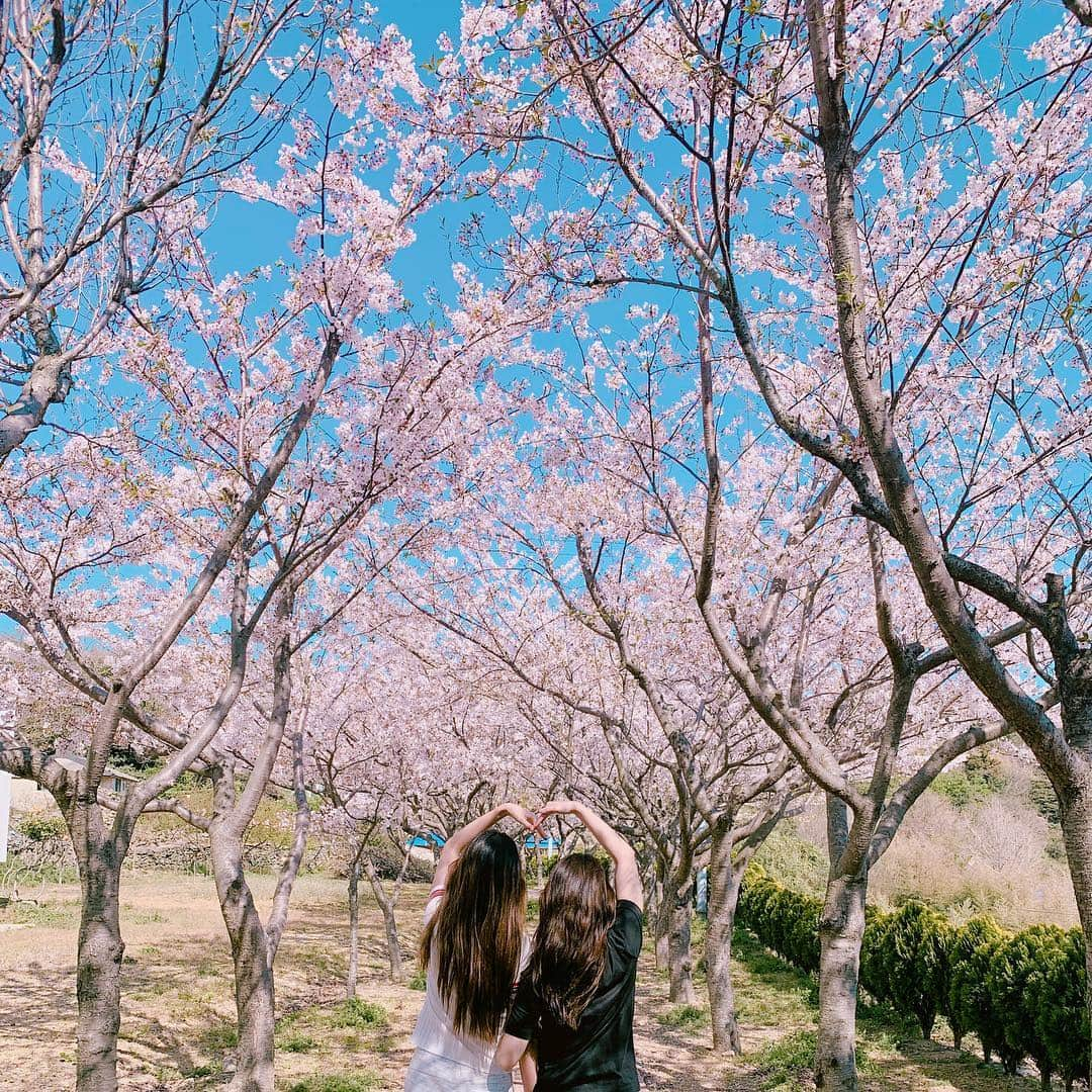 ホ・ヨンジュ さんのインスタグラム写真 - (ホ・ヨンジュ Instagram)「은교랑 산책하다 우연히 발견한 벚꽃동산🌸 초등학교 정원이 이렇게나 이쁘다. 아무도 없는 벚꽃동산에서 아이처럼 신나게 뛰어놀기 👭 . . #욕지도 #국내여행 #여행 #여행에미치다 #섬여행 #일상 #벚꽃 #벚꽃동산 #벚꽃구경 #데일리」4月6日 22時54分 - good7919